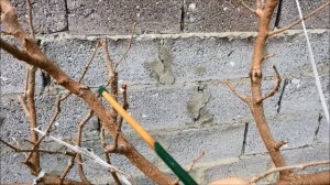 Компактная шелковица в моем саду. Формирование и обрезка весной.