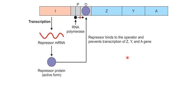 Lac Operon Explained Easy || Regulation of Gene Expression смотреть онлайн