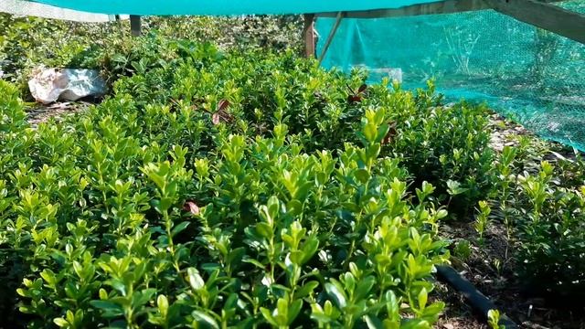 Брусника на грядке. Шикарный прирост, урожай - ждём. смотреть онлайн