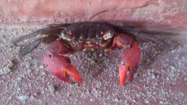 'MAD FrEEkoUT...... WITH SONY XPERIA Z ULTRA.....' смотреть онлайн