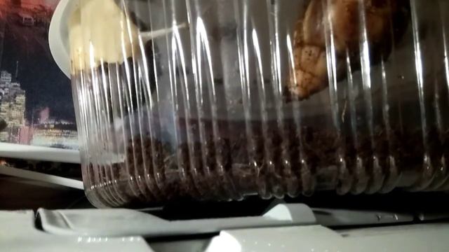 УЛИТКИ АХАТИНЫ~~ смотреть онлайн