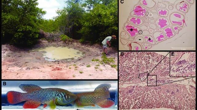 ЗООЛОГИЧЕСКИЙ ВЕСТНИК - 3 выпуск (тюлени, змеи, пауки, летучие мыши, голубые сороки, певчий дрозд) смотреть онлайн