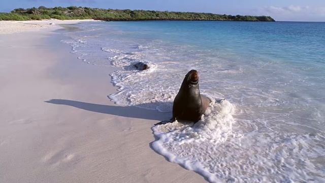 026. ЗАГАДОЧНЫЕ ОБИТАТЕЛИ ОКЕАНА | 818 НАНДИ И 808 БАСМАКИ | relax смотреть онлайн