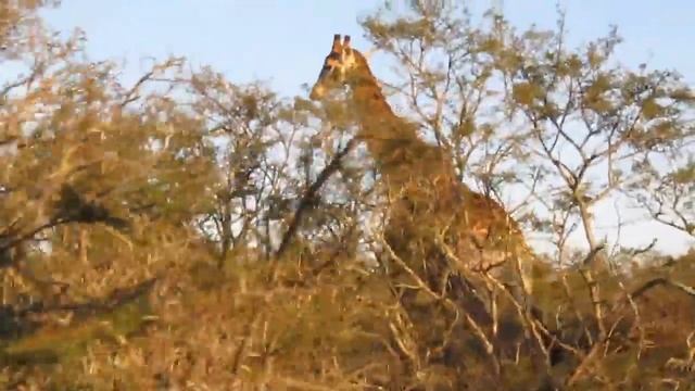 Giraffes In Eastern Cape, South Africa // Жирафы Восточного Мыса ЮАР