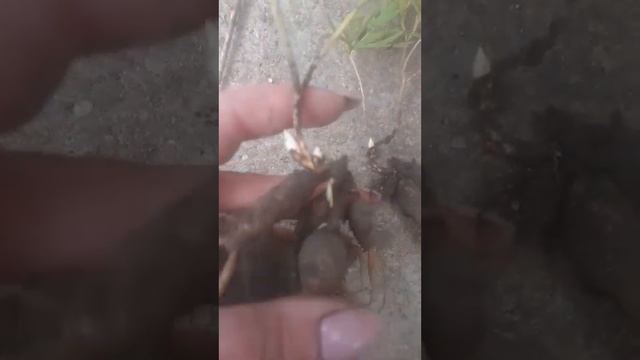 пион воронец август2022. 3летка смотреть онлайн