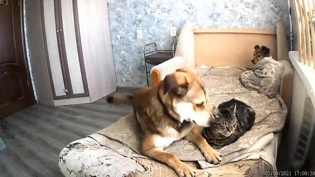 В связи с изменившимися семейными обстоятельствами хозяина Фоксу нужен дом. смотреть онлайн