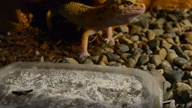 Пятнистый эублефар против замороженной мыши! Кормление эублефара! смотреть онлайн