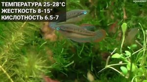 Карликовый гурами или Пумила | (Trichopsis pumila).