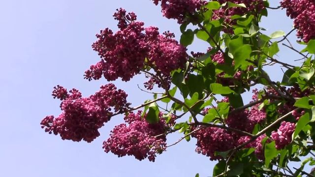 Расцветает майская сирень смотреть онлайн