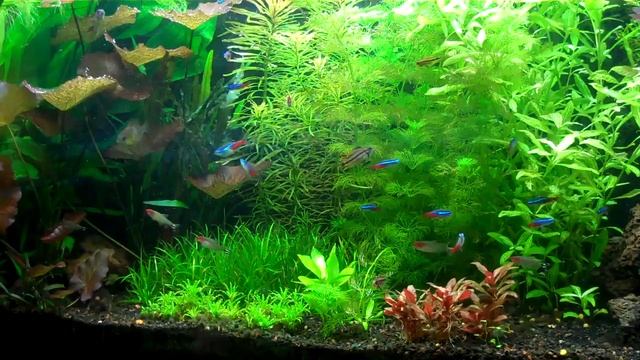 Как побороть диатомовые (бурые) водоросли в аквариуме? смотреть онлайн