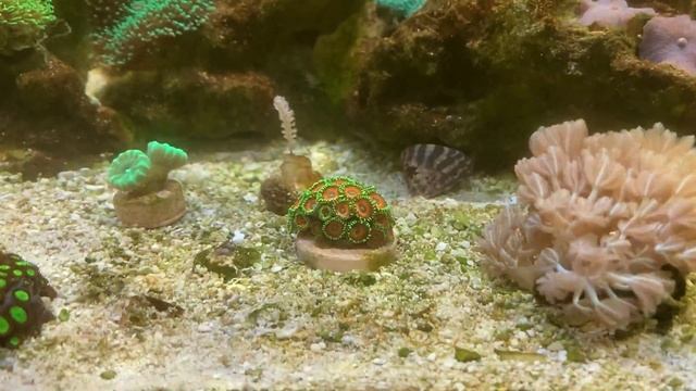 Новые жители. Зоантусы и улитка трохус (Trochus). смотреть онлайн