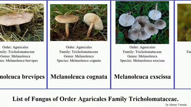 Fungus of Order Agaricales Family Tricholomataceae clitocybe melanoleuca lepista arrhenia panellus смотреть онлайн