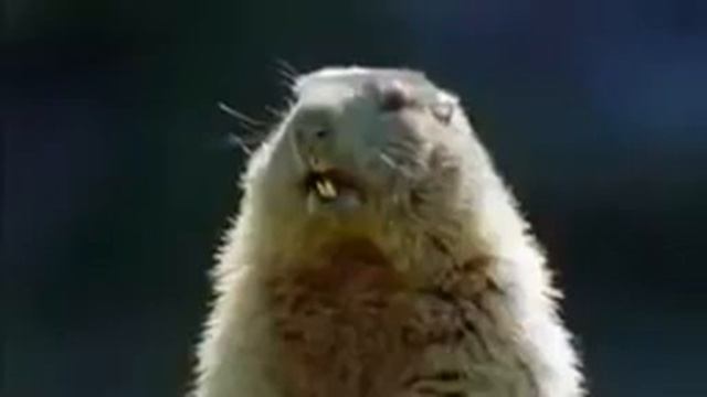 Alan,Alan, Al, Al,Ow, Ow, Steve, Steve, MARMOT TALKING (10 HOURS) смотреть онлайн