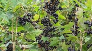 ЧЕРНАЯ СМОРОДИНА  ЯДРЕНАЯ . ЯГОДЫ В НАШЕМ САДУ.