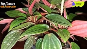 Пеперомия Россо.Уход в домашних условиях.Зимовка.Цветение.