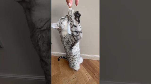 Кора смотреть онлайн