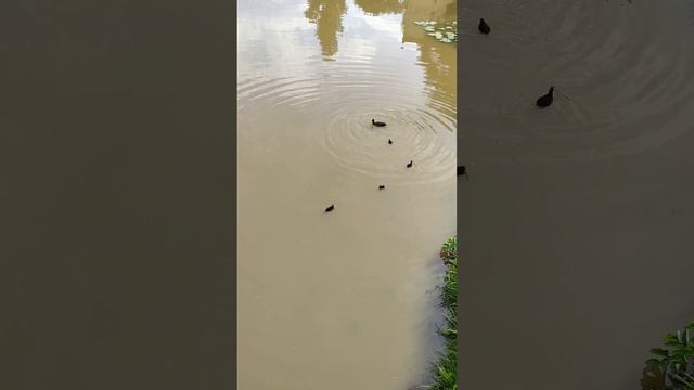 Лысуха с птенцами (черная утка нырок) смотреть онлайн