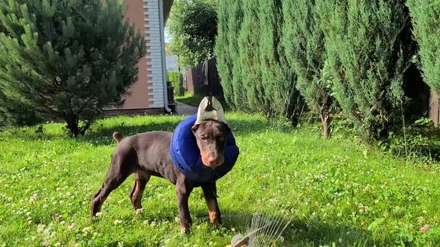 Посадили 40 туй. Почистили кондиционер и сэкономили 9000 рублей. смотреть онлайн