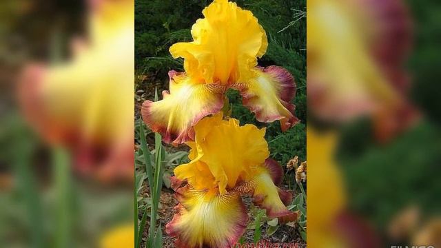ВЕЛИКОЛЕПНЫЙ,СКАЗОЧНЫЙ ИРИДАРИЙ-САД ПРЕКРАСНЫХ ИРИСОВ !!! смотреть онлайн