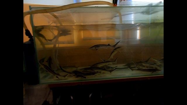 осетр без узв ( 60 осетровых в аквариуме) смотреть онлайн