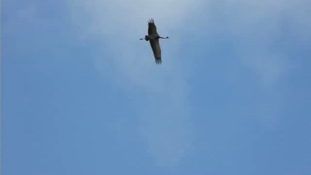 Журавль в небе. смотреть онлайн