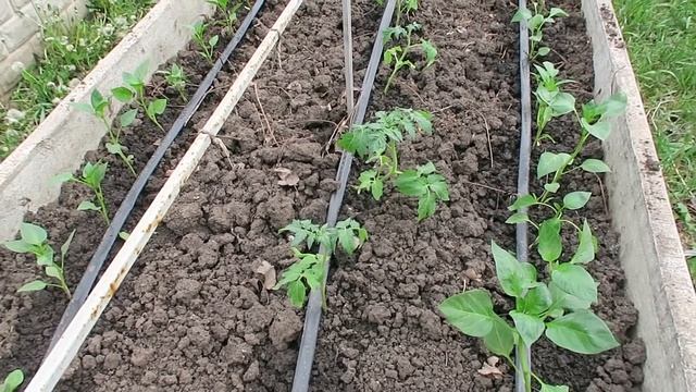 КАПЕЛЬНИЦА для растений! Система капельного полива. Капельный полив своими руками. Juliya смотреть онлайн