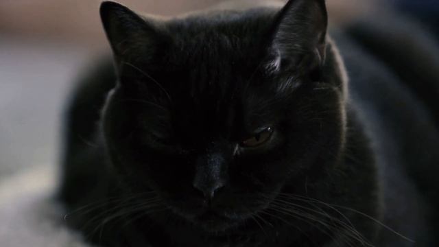 Cats React to Mirrors: Confusion and Curiosity смотреть онлайн