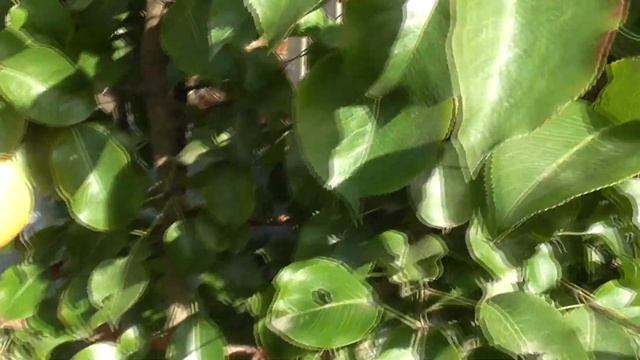 Груша кафедральная смотреть онлайн