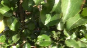 Груша кафедральная