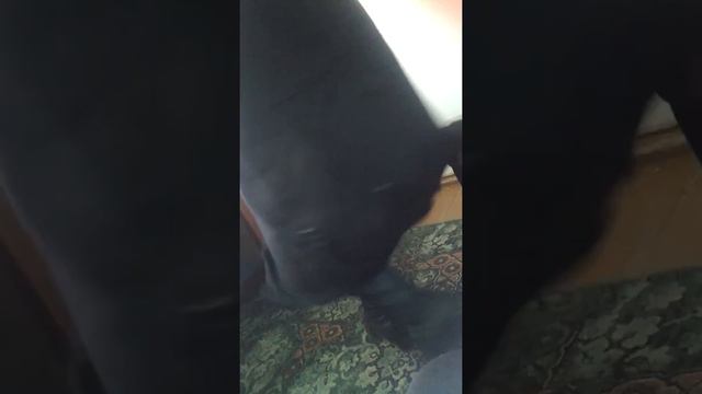 Жалганчы эжеке Абиба смотреть онлайн