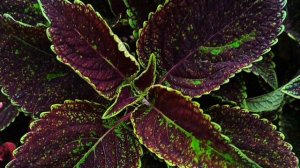 Обзор колеусов 24 года. 1 часть. #колеус#цветы#томаты#сад#огород#семена