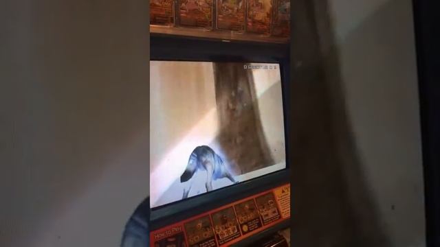 Animal Kaiser Gray Wolf Gameplay смотреть онлайн