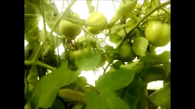 Помидоры в теплице и на улице 18 сентября!!! смотреть онлайн