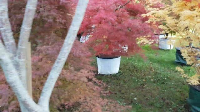 Ara ararauna presents acer palmatum смотреть онлайн