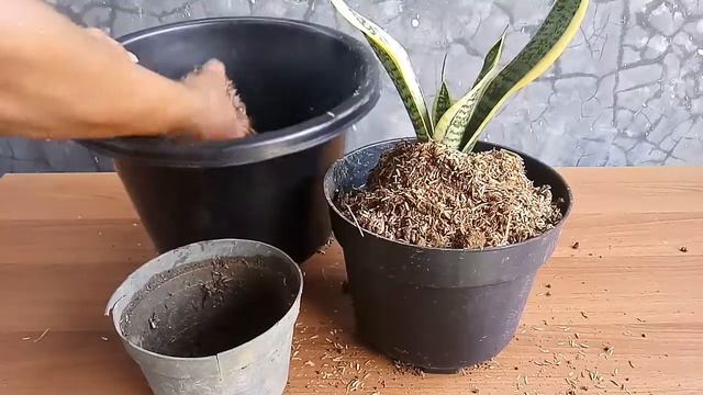 How to grow snake plants (Sansevieria) in the pot смотреть онлайн