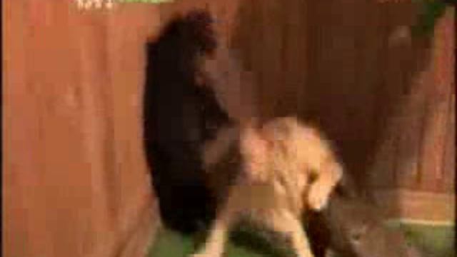 Мишка в "засаду" попал !!! смотреть онлайн