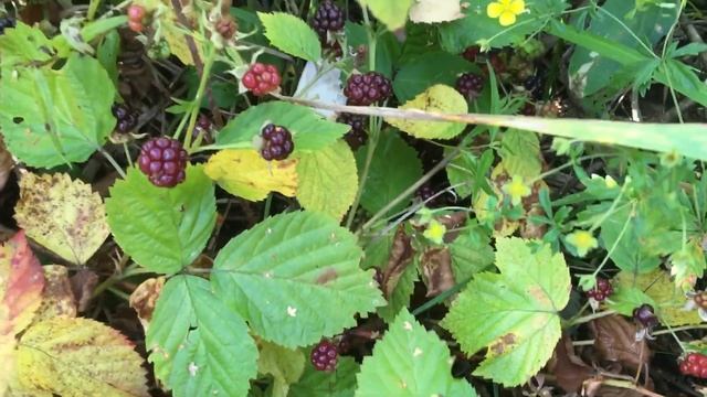 Ежевика в Ленобласти смотреть онлайн