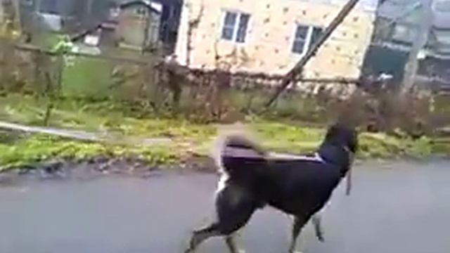 Дрессировка собак. Проверка домашнего задания - Арчик. смотреть онлайн