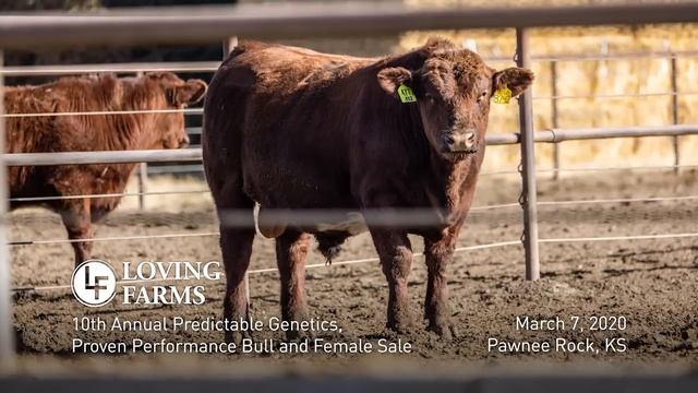 How can Shorthorns can benefit your operation? | The American Rancher смотреть онлайн
