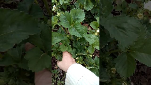 Зем клубника купчиха