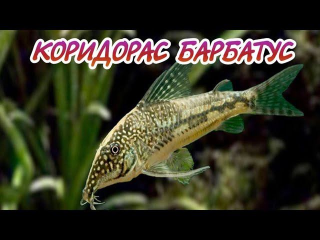 КОРИДОРАС БАРБАТУС. СОДЕРЖАНИЕ И РАЗВЕДЕНИЕ В УСЛОВИЯХ АКВАРИУМА.