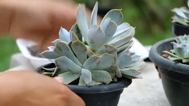 Echeveria Lilacina