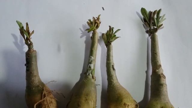 Adenium Bunga Hitam (Black Lady Adenium) Unboxing Adenium - 4 Adenium 100 K - Adenium Desert Rose