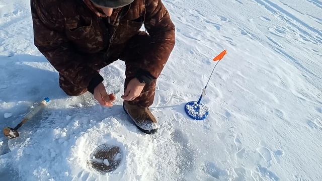ПОКЛЁВКА ЗА ПОКЛЁВКОЙ, ПО ЧЕТЫРЕ ПОДЪЁМА СРАЗУ! СУДАК ЖИРУЕТ НА ТОБОЛЕ РЫБАЛКА НА ЖЕРЛИЦЫ 2022/2023 смотреть онлайн