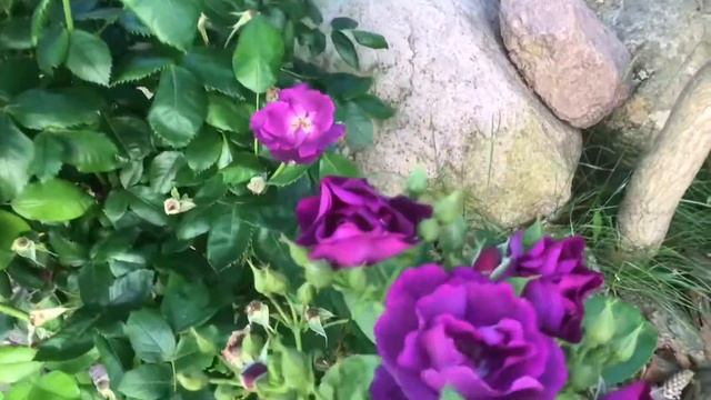 Роза Блю фо ю !! Цветение этого года, сравниваю с Рапсоди ин блю. Rose Blue for You смотреть онлайн