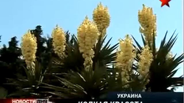 Кактусы смотреть онлайн