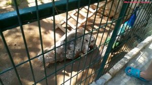 Полный обзор отеля Blue Waters Club  Турция, Сиде/Review of hotel Blue Waters Club 5 * Turkey, Side