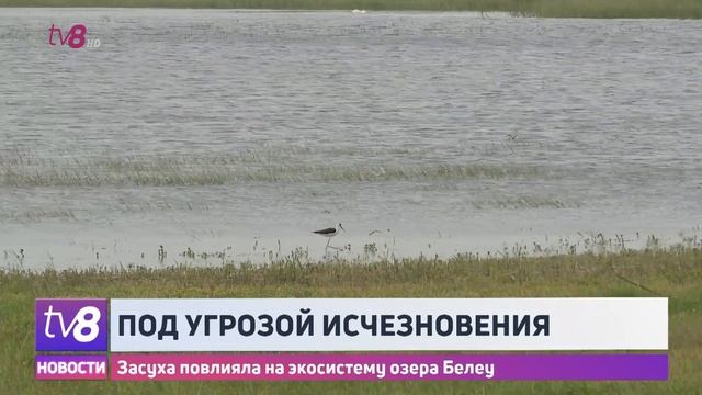 Под угрозой исчезновения. Засуха повлияла на экосистему озера Белеу смотреть онлайн