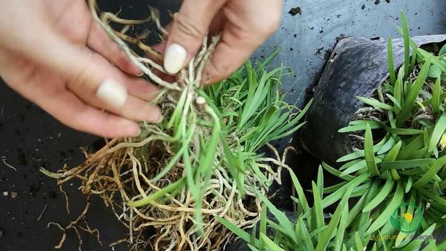 Agapanthus || How to Propagate and Multiply Agapanthus through Division for good income смотреть онлайн