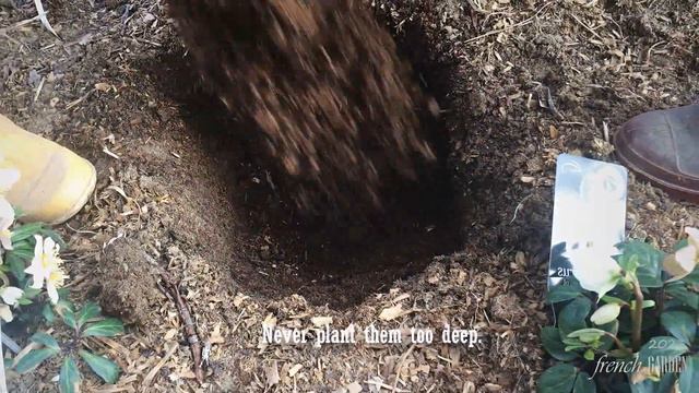 How to plant a Rhododendron | zone 7b| Rhododendron 'MADAME MASSON' смотреть онлайн